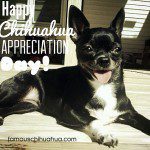 happy chihuahua appreciation day!