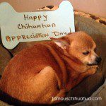 happy chihuahua appreciation day!