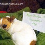 happy chihuahua appreciation day!