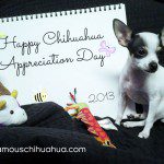 happy chihuahua appreciation day!