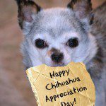 happy chihuahua appreciation day!