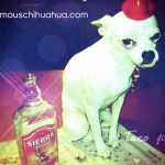 drunk chihuahua