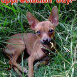 happy chihuahua appreciation day!