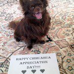 happy chihuahua appreciation day!