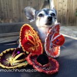 chihuahua covered in sombreros
