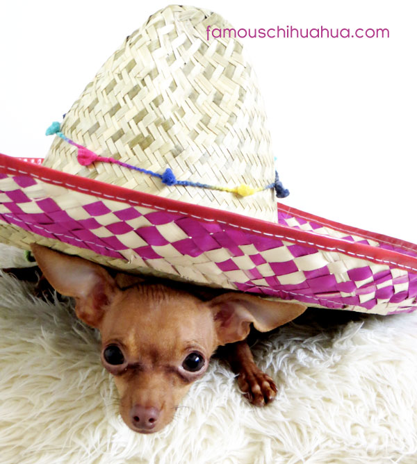 chihuahua in large sombrero