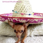 cute chihuahua in big sombrero