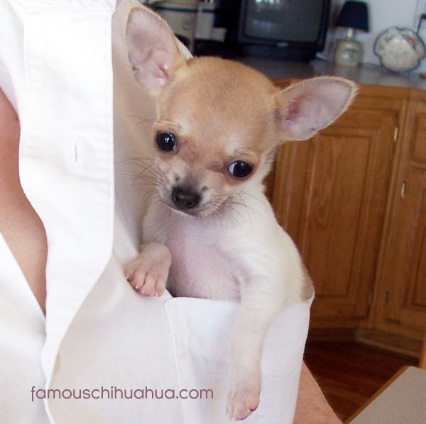 teacup chihuahua puppy
