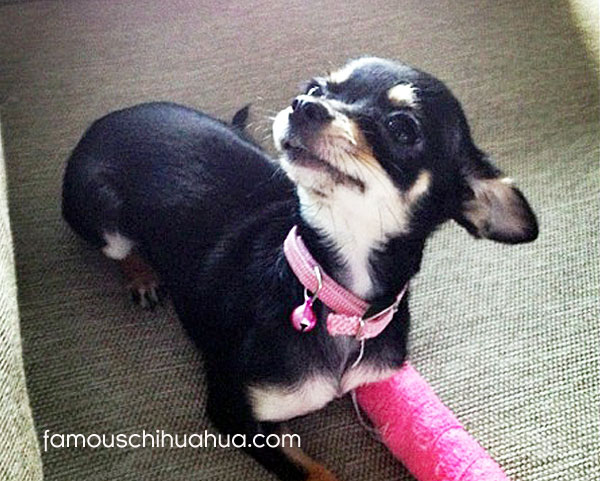 chihuahua with cast