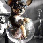 hershey tiny chihuahua