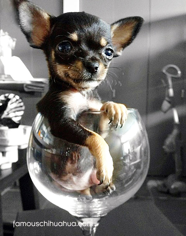 tiny chihuahua in wine glass