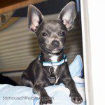 stoney chihuahua puppy