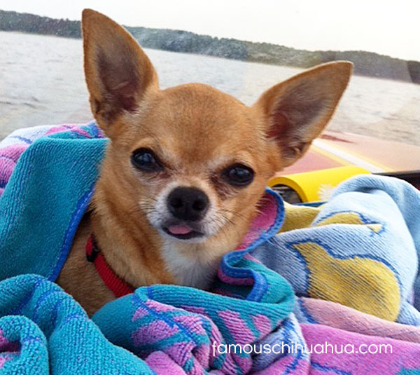 chihuahua in beach towel