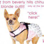 bevhillschihuahua outfit