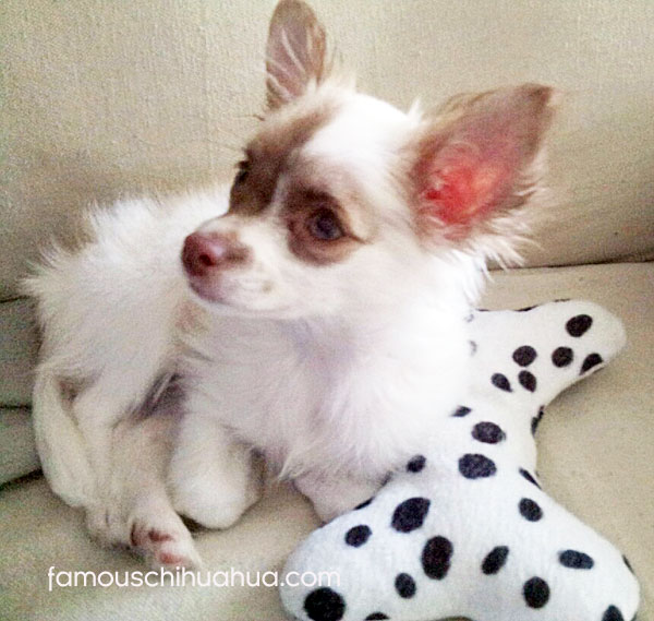 long haired white chihuahua