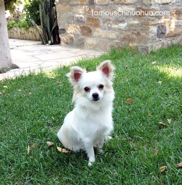 white long haired chihuahua