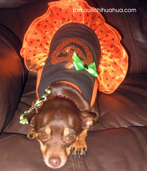 chihuahua dressed for halloween