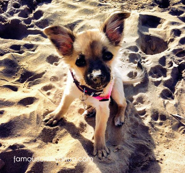 german shepherd chihuahua puppy