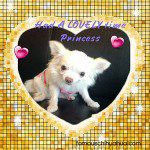 princess cute chihuahua