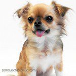 belle chihuahua1