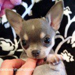 buckle chihuahua