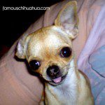 meinke chihuahua