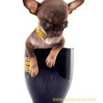 worlds smallest chihuahua