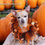 bailey chihuahua pumpkins