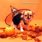chihuahua witch