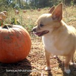 chihuahua in pumpkin patch