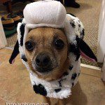 chihuahua cow moo