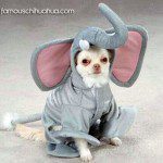 chihuahua elephant