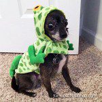 chihuahua frog