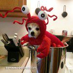 chihuahua lobster