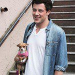 cory monteith chihuahua