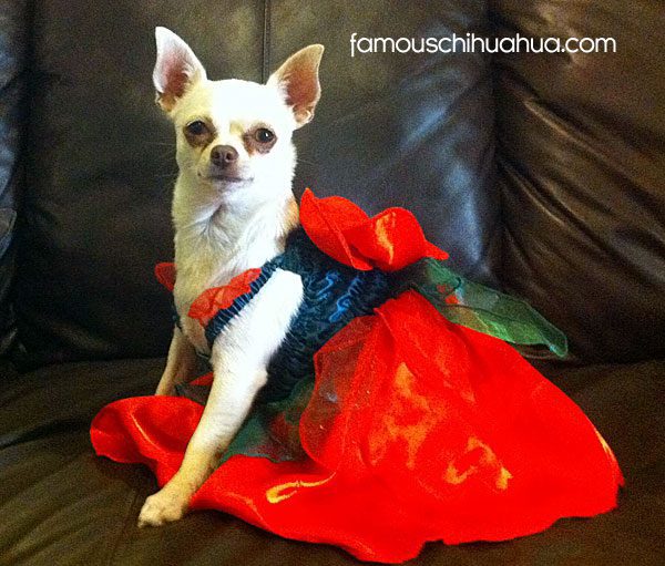 chihuahua in a dress