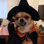 scary chihuahua witch