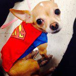 chihuahua superman