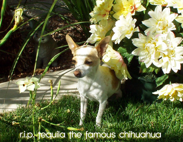 tequila the famous chihuahua