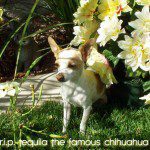 tequila famous chihuahua1