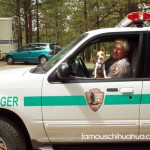 chihuahua and park ranger