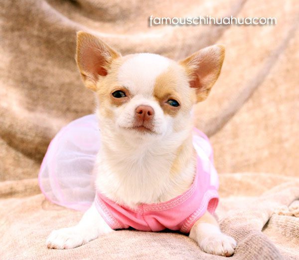 golden fur coat chihuahua