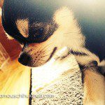 peanut famous chihuahua