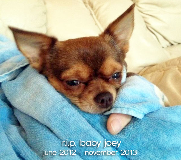 joey the chihuahua puppy