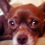 rooster famous chihuahua