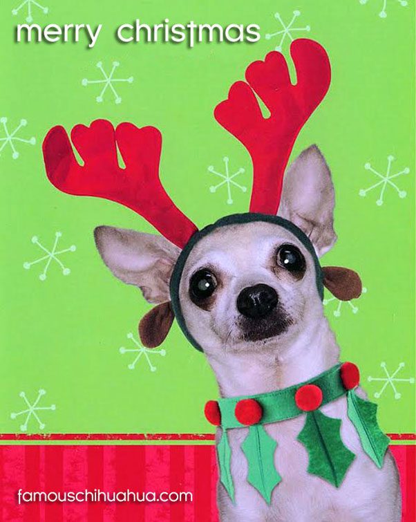 chihuahua reindeer