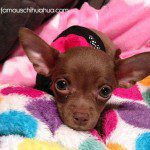 granola famouschihuahua