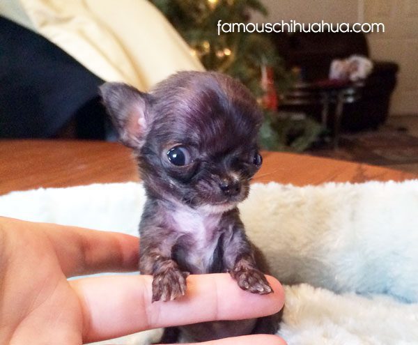 tiny teacup chihuahua puppy