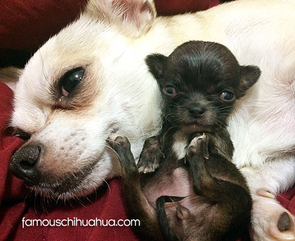 teacup chihuahua with mother