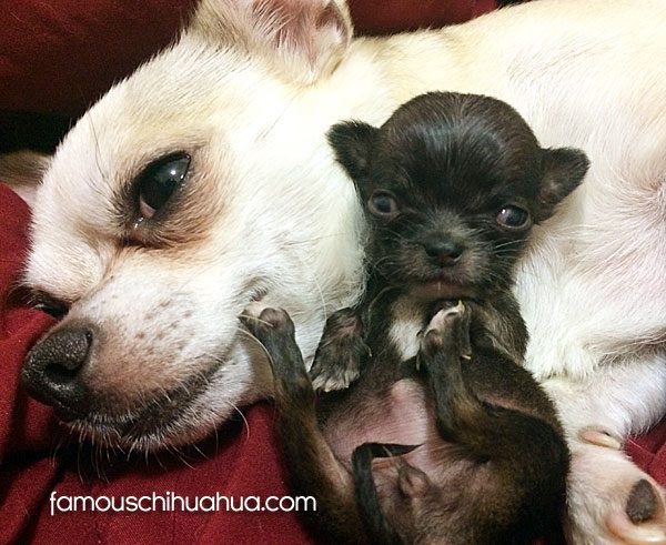 teacup chihuahua with mother